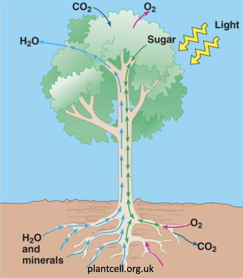 PHOTOSYNTHESIS