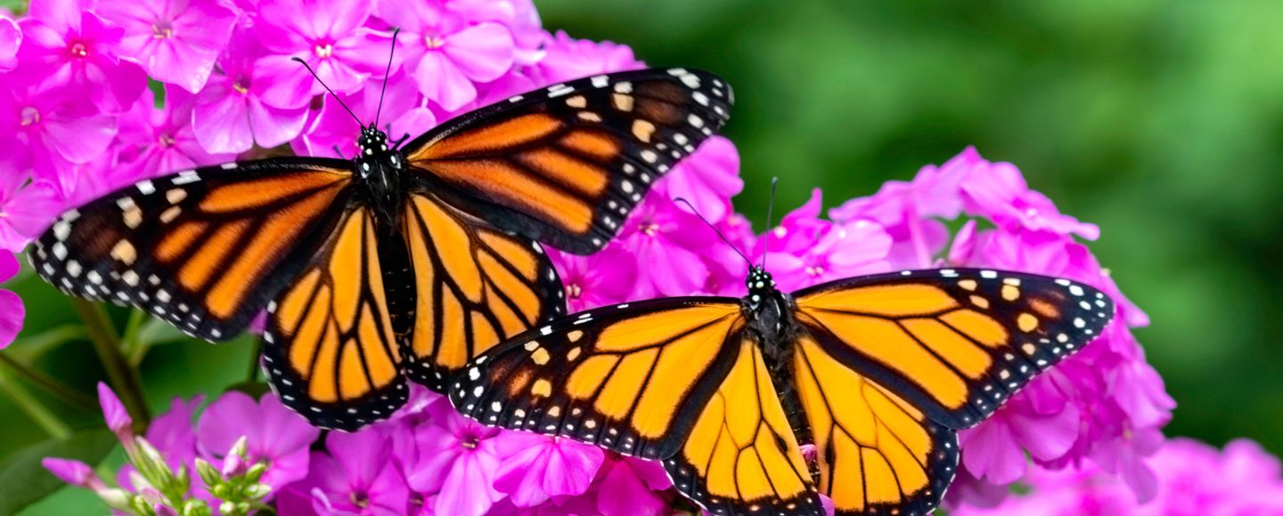 Winging It: The Buzz About Saving Monarch Butterflies