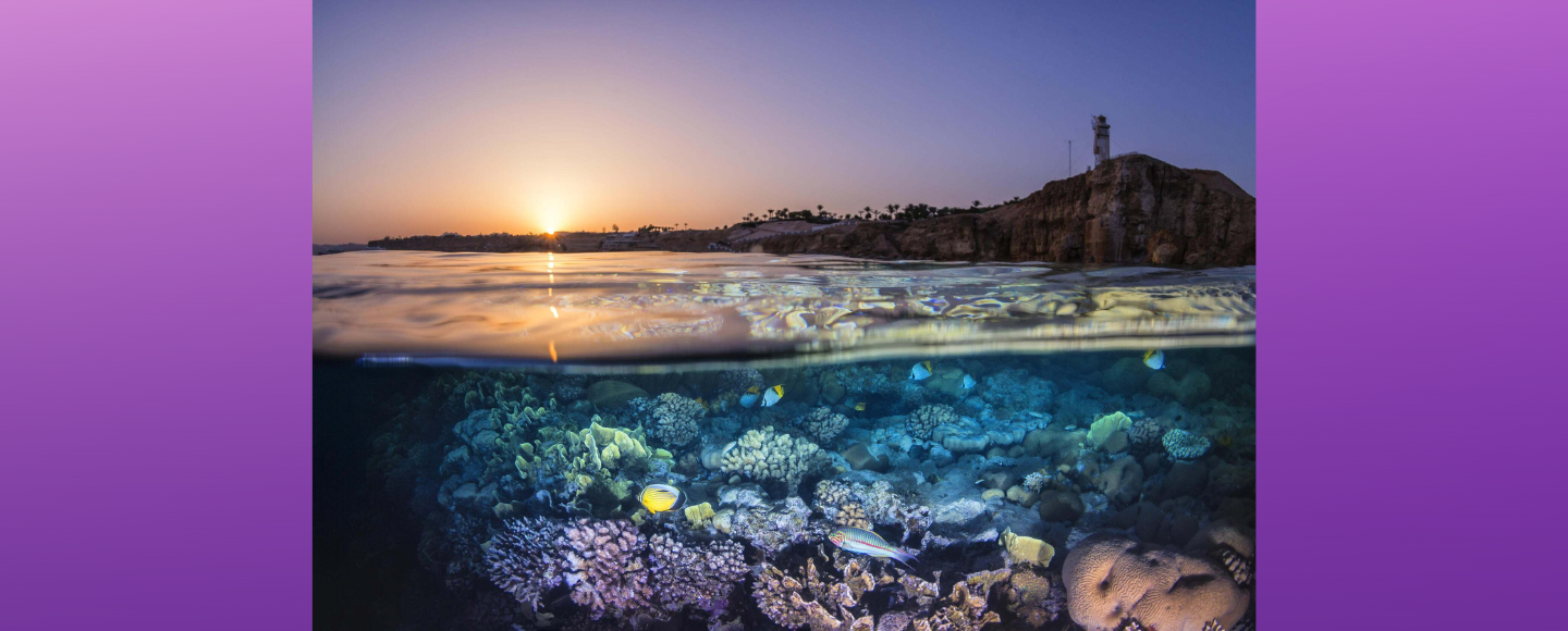 From Backyards to Beaches, Explore Nature This Summer