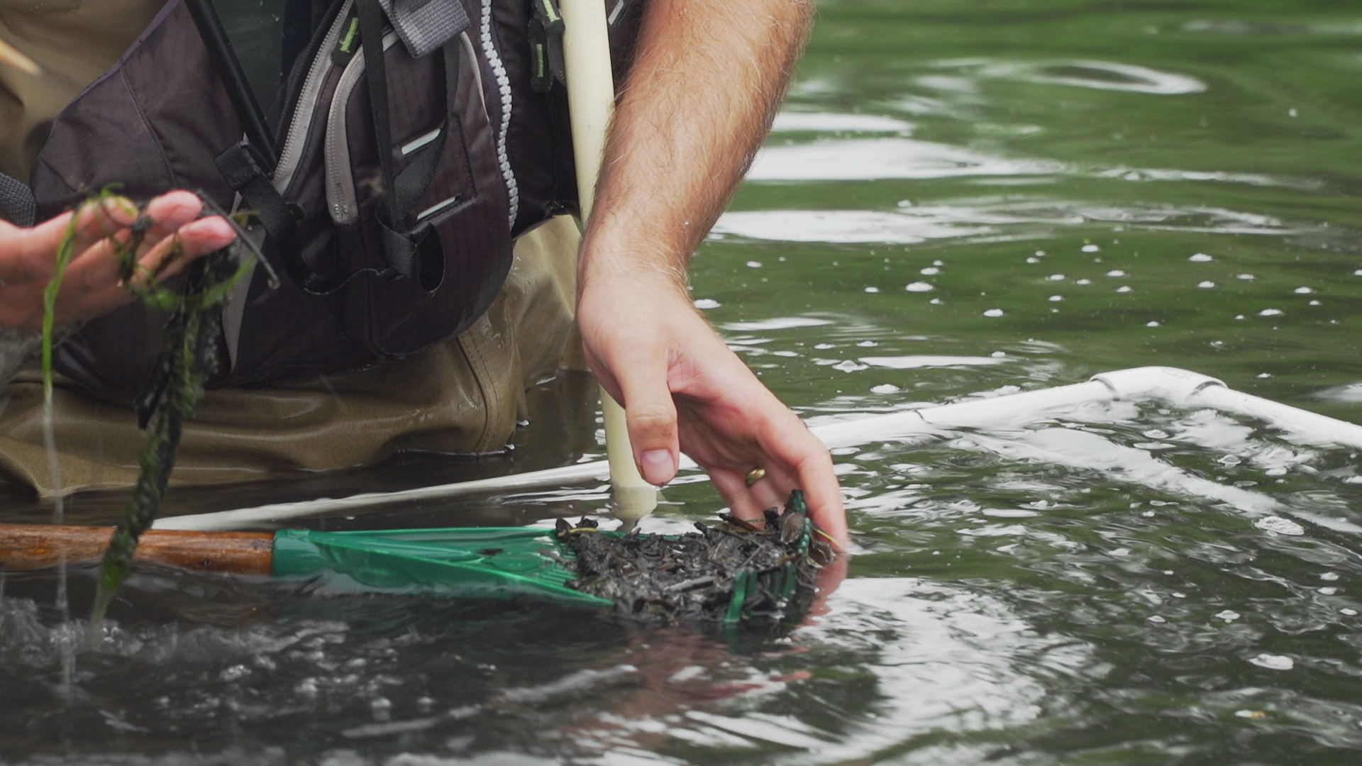 Invent a fish - design a fish considering taxonomy, anatomy and habitat