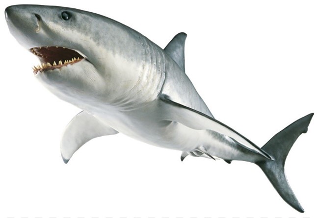 OCEAN ANIMALS: THE GREAT WHITE SHARK