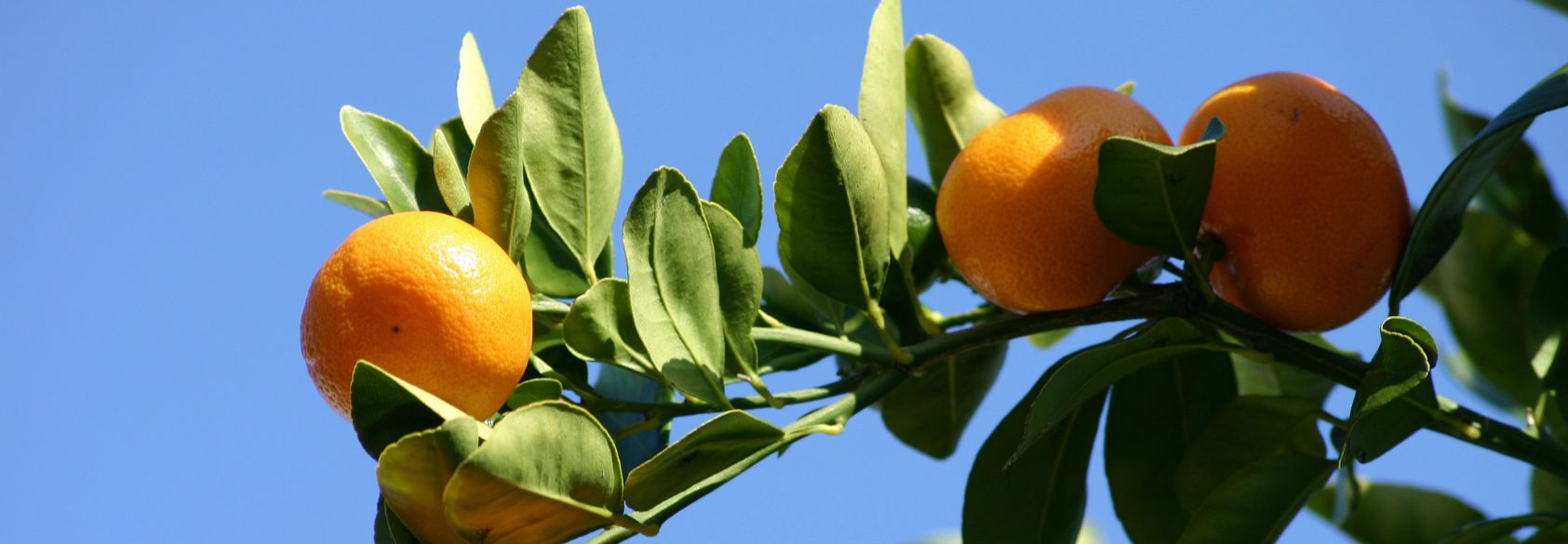 How Researchers in Florida Are Using Gene Editing to Protect the State's Orange Groves