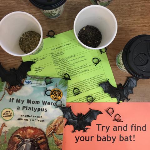 Baby Bat Cups (Grades 3-7; Life sciences: sensory perception, infant identification, habitats, life cycle)