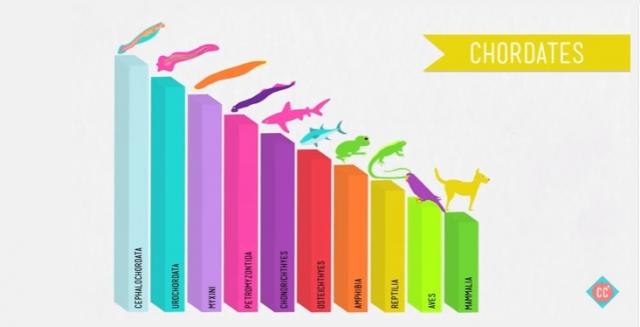 Chordates - Crash Course Biology