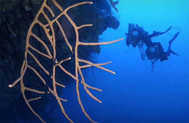 Healthy Oceans: Coral Reefs and Climate Change