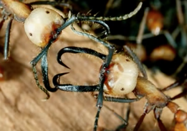 Science Heroes: Brian Fisher, Miracles of Ants