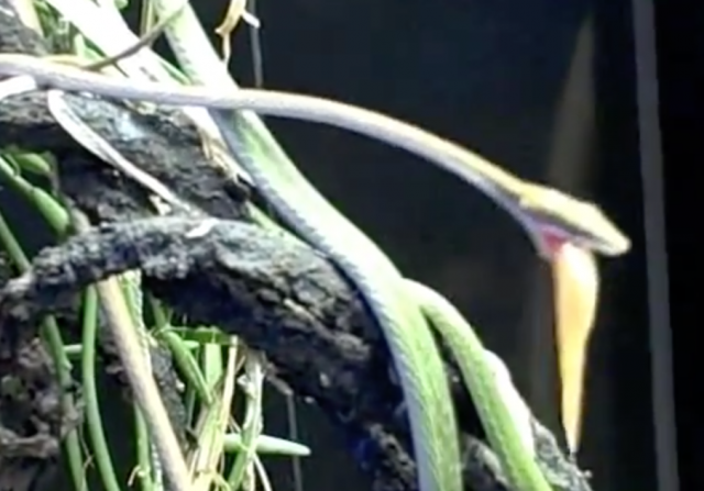 Burmese Vine Snake Feeding