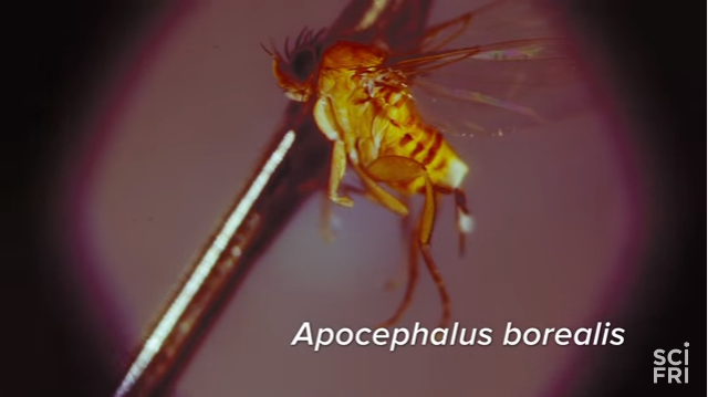 Invasion of the Zombees: A Bee Horror Film 