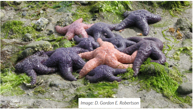 Starfish and Ocean Health
