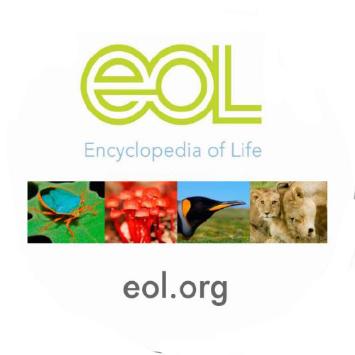 Food Webs Activity 2: Food Web Systems  (Grades 6-8)